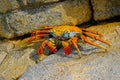 Beautiful Sally Lightfoot Crab, Grapsus grapsus, on rocks, Pacific Ocean Coast, Tocopilla, Chile