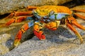 Beautiful Sally Lightfoot Crab, Grapsus grapsus, on rocks, Pacific Ocean Coast, Tocopilla, Chile Royalty Free Stock Photo