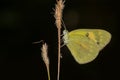 A Beautiful Salmon Arab butterfly