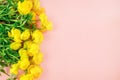 Beautiful salmon background with yellow buttercup flowers with copy space