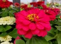 Beautiful salmon color of zinnia flower at full bloom