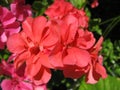 Beautiful salmon-colored flowers of ivy-leaf Pelargonium PAC Apricot
