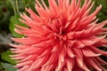 Beautiful Salmon-Colored Semi Cactus Dahlia.