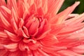 Beautiful Salmon-Colored Semi Cactus Dahlia.