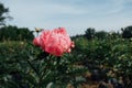 Beautiful Salmon Dream peony flower blooming in the garden. Peonies in bloom