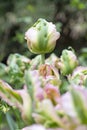 Beautiful salmon green tulip bud in a flower field.