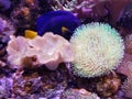 A beautiful saltwater aquarium with Devil`s hand coral and toadstool leather coral reef