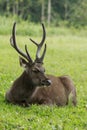 Beautiful sambar deer horn in khaoyai national park thailand
