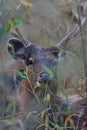 Beautiful sambar deer in the nature habitat in India Royalty Free Stock Photo