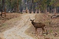 Beautiful sambar deer in the nature habitat in India Royalty Free Stock Photo