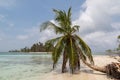 Beautiful San Blas palm tree