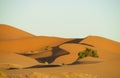 Beautiful sand desert Sahara dunes and green bush Royalty Free Stock Photo