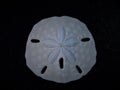 Beautiful Sand Dollar Fossil Close-Up Royalty Free Stock Photo