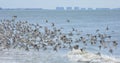 Beautiful sanderling birds fly above the surf line on Estero Island