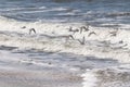 Beautiful shorebirds in a flock over the water