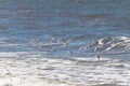 Beautiful shorebirds in a flock over the water