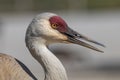 Beautiful Sandhill Crane close up