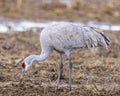 A beautiful sandhill crane feeding in a cornfield.