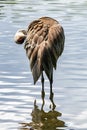 Beautiful Sandhill Crane in water