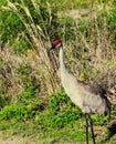 Beautiful Sandhill Cranes are very large and very impressive to see in the wild.