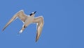 Beautiful Sandwich tern in flight Royalty Free Stock Photo