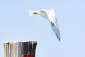 Beautiful sandwich tern with majestic white wings in flight under a pale blue sky on a sunny day Royalty Free Stock Photo