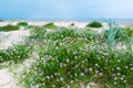 Beautiful sandy baltic beaches with flowers of Latvia.