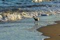 The beautiful sandy beach on which the seagull walks.