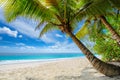 Beautiful sandy Caribbean beach with palm and a sailing boat in the turquoise sea