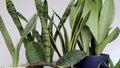 Beautiful sanseveria snake plants collection