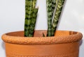 Beautiful Sansevieria trifasciata plant family of Asparagaceae growing into terracotta antique pot plant