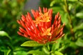 Beautiful santan flower in red Royalty Free Stock Photo