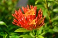 Beautiful santan flower in red