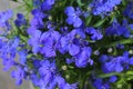 Blue Lobelia Bedding Plant Royalty Free Stock Photo