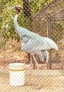 Beautiful Sarus crane Grus Antigone standing with the bucket in the cage at chhatbir zoo, India. Indian wildlife bird Royalty Free Stock Photo