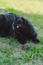 Beautiful saturated and vivid photo of a black cat and a field mouse in one frame. Friendship between predator and prey Royalty Free Stock Photo