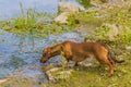 Beautiful sausage dog drinking water from a river