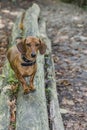 Beautiful sausage dog on a fallen wooden trunk