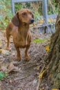 Beautiful sausage dog next to a trunk of a tree