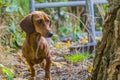 Beautiful sausage dog observing the trunk of the tree