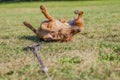 Beautiful sausage dog playing on the grass