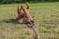 Beautiful sausage dog playing with his leash on the grass