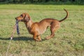 Beautiful sausage dog playing with his leash on the grass