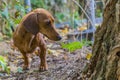 Beautiful sausage dog smelling a plant