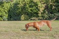 Beautiful sausage dog sniffing the grass