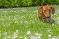 Beautiful sausage dog walking on a green grass