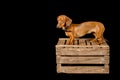 Beautiful sausage dog on a wooden box