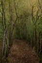 Beautiful savaged alley in a forest with a path between the trees Royalty Free Stock Photo