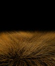 Beautiful savanna grass Royalty Free Stock Photo