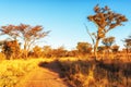 Beautiful savannah landscape in South Africa Royalty Free Stock Photo